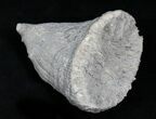 Fossil Horn Coral (Placosmilia) - Cretaceous #25600-1